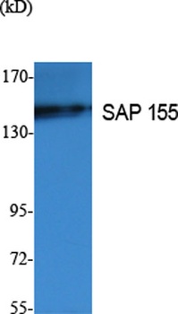 SAP 155 rabbit pAb