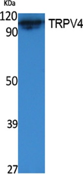 TRPV4 antibody