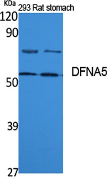DFNA5 rabbit pAb