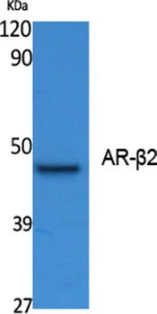 AR-beta 2 antibody