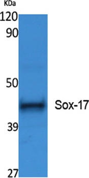 Sox-17 antibody