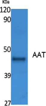 AAT rabbit pAb