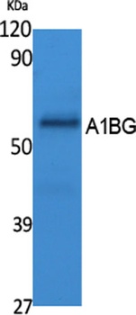 A1BG rabbit pAb