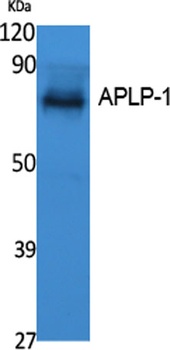 APLP-1 antibody
