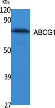 ABCG1 rabbit pAb