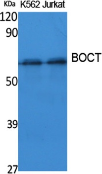BOCT antibody