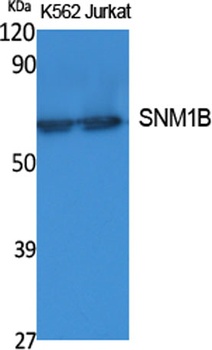 SNM1B antibody