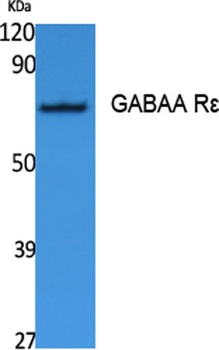 GABAA R Epsilon antibody