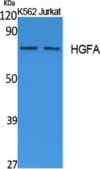 HGFA rabbit pAb