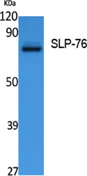 SLP-76 antibody