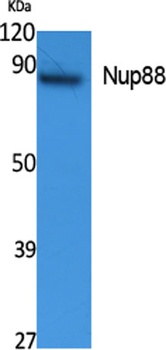 Nup88 antibody