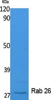 Rab 26 antibody