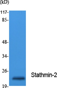 Stathmin-2 antibody