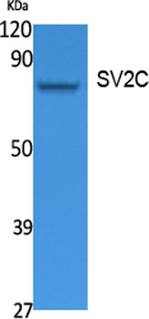 SV2C antibody