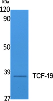 TCF-19 antibody