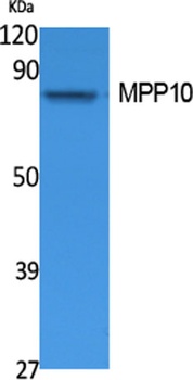 MPP10 antibody