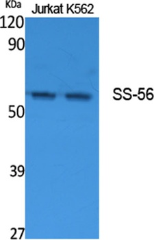SS-56 antibody