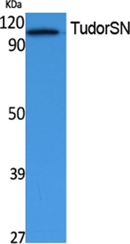 TudorSN antibody