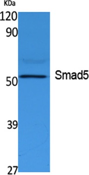 Smad5 antibody