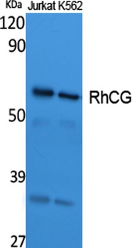 RhCG antibody