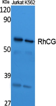 RhCG rabbit pAb