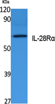 IL-28Rα rabbit pAb