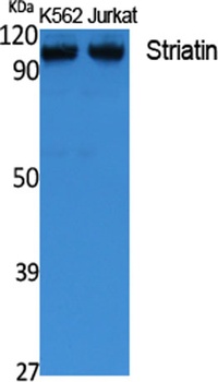 Striatin antibody