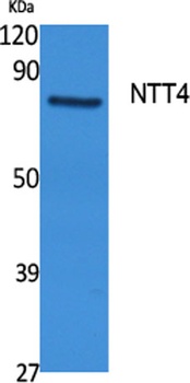 NTT4 antibody