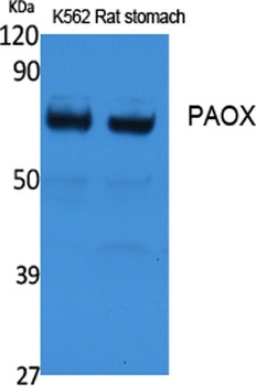 PAOX rabbit pAb