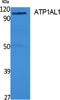 ATP1AL1 rabbit pAb Antibody