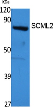 SCML2 antibody