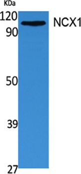 NCX1 antibody