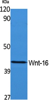 Wnt-16 rabbit pAb Antibody