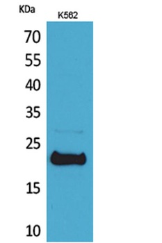 LIF antibody