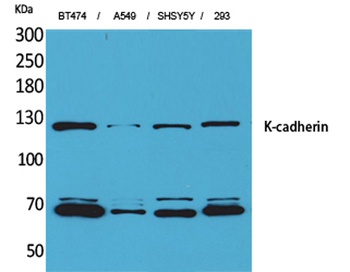 K-cadherin antibody