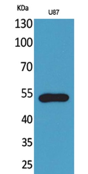 Fractalkine Receptor antibody