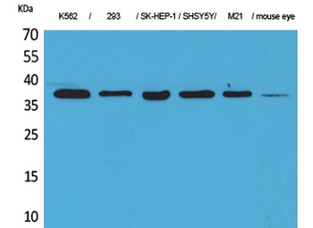 RRP7A antibody