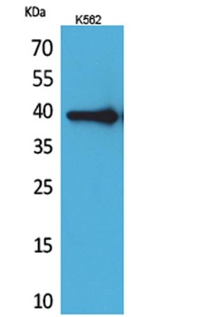 HSP77/76 antibody