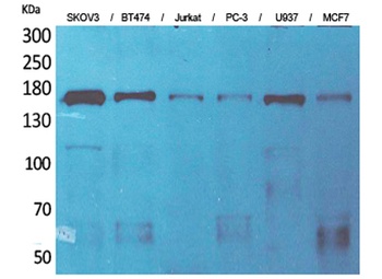 SCP-2 antibody