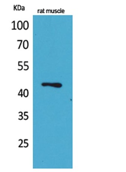 KLF12 antibody