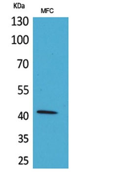 α-SMA rabbit pAb
