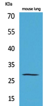 Chymase rabbit pAb
