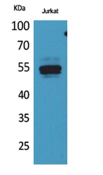 DPP7 antibody