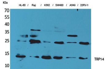 TRP14 rabbit pAb