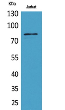 PREP antibody