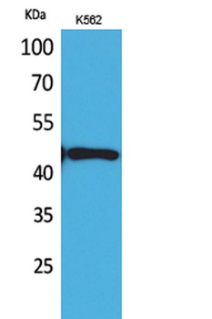 DR3 antibody