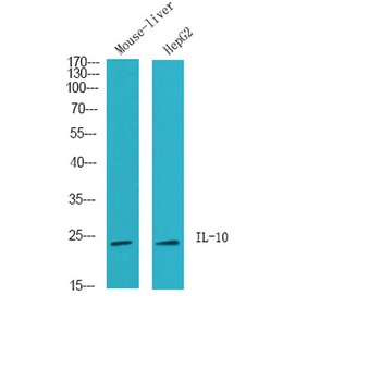 IL10 antibody