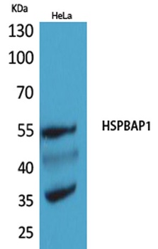 HSPBAP1 antibody