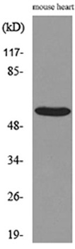 Sg III antibody