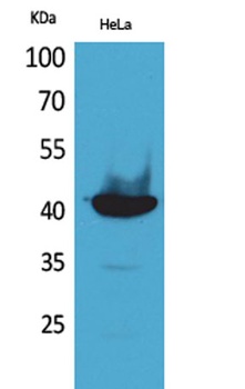 Cyclophilin D antibody